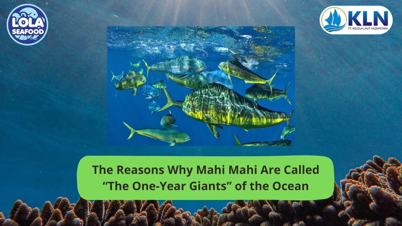 The Reasons Why Mahi Mahi Are Called “The One-Year Giants” of the Ocean